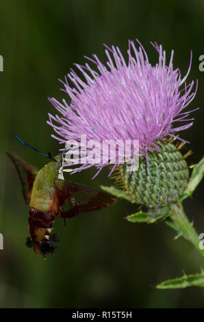 Hummingbird Clearwing, Hemaris thysbe, schweben im Flug sammeln Nektar von Distel, Cirsium sp. Stockfoto