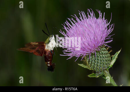 Hummingbird Clearwing, Hemaris thysbe, schweben im Flug sammeln Nektar von Distel, Cirsium sp. Stockfoto