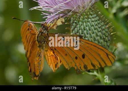 Gezackte Hinterwäldler, Phymata sp., fressen von gefangenen Golffritillaren, Dione incarnata, auf Distel, Cirsium sp. Stockfoto