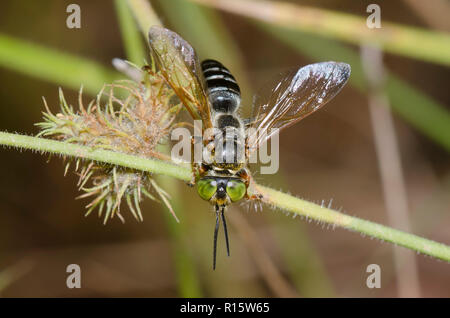 Platz - vorangegangen Wasp, Tachytes sp. Stockfoto