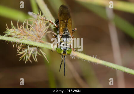 Platz - vorangegangen Wasp, Tachytes sp. Stockfoto