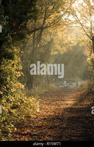 Weg mit Bäumen im goldenen Herbst Licht Basking in Colwick Country Park in Nottingham, Nottinghamshire England Großbritannien Stockfoto