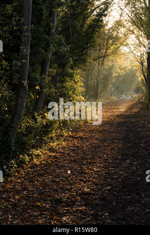 Weg mit Bäumen im goldenen Herbst Licht Basking in Colwick Country Park in Nottingham, Nottinghamshire England Großbritannien Stockfoto