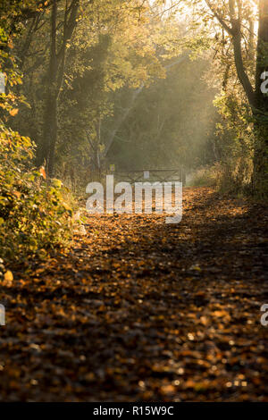 Weg mit Bäumen im goldenen Herbst Licht Basking in Colwick Country Park in Nottingham, Nottinghamshire England Großbritannien Stockfoto