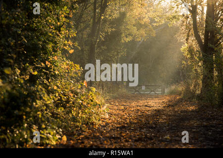 Weg mit Bäumen im goldenen Herbst Licht Basking in Colwick Country Park in Nottingham, Nottinghamshire England Großbritannien Stockfoto