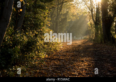 Weg mit Bäumen im goldenen Herbst Licht Basking in Colwick Country Park in Nottingham, Nottinghamshire England Großbritannien Stockfoto