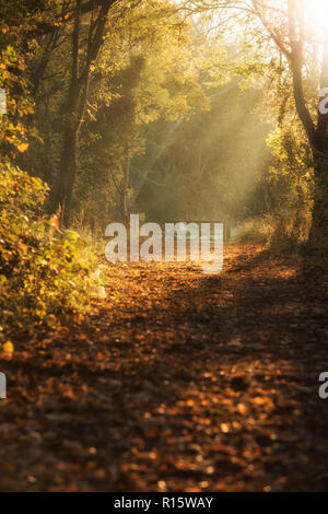 Weg mit Bäumen im goldenen Herbst Licht Basking in Colwick Country Park in Nottingham, Nottinghamshire England Großbritannien Stockfoto