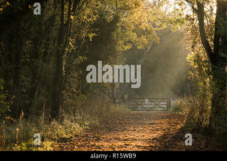 Weg mit Bäumen im goldenen Herbst Licht Basking in Colwick Country Park in Nottingham, Nottinghamshire England Großbritannien Stockfoto