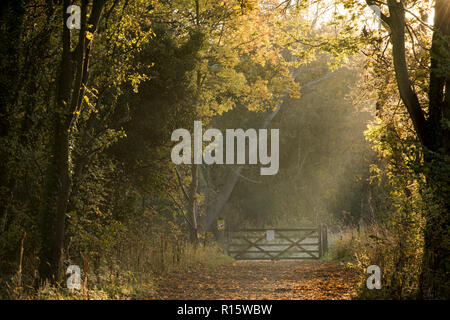 Weg mit Bäumen im goldenen Herbst Licht Basking in Colwick Country Park in Nottingham, Nottinghamshire England Großbritannien Stockfoto