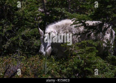 Weibliche Bergziege sucht nach Essen im Glacier National Park, Montana Stockfoto