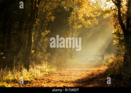 Weg mit Bäumen im goldenen Herbst Licht Basking in Colwick Country Park in Nottingham, Nottinghamshire England Großbritannien Stockfoto