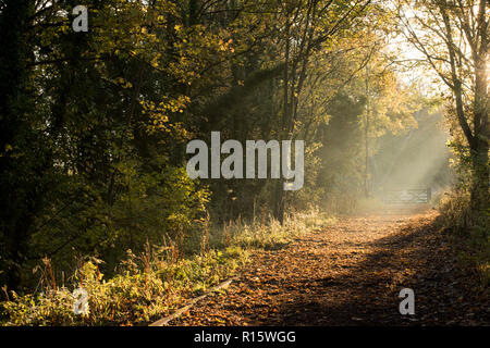 Weg mit Bäumen im goldenen Herbst Licht Basking in Colwick Country Park in Nottingham, Nottinghamshire England Großbritannien Stockfoto