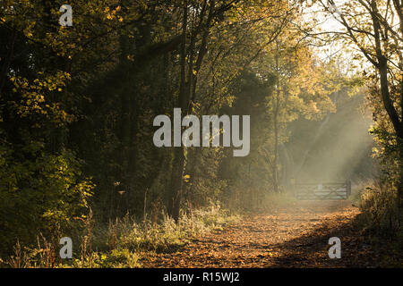 Weg mit Bäumen im goldenen Herbst Licht Basking in Colwick Country Park in Nottingham, Nottinghamshire England Großbritannien Stockfoto