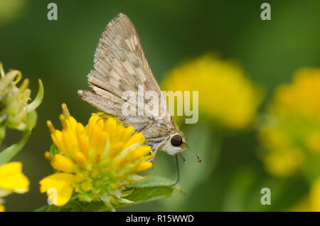 Fiery Skipper, Hylephila phyleus, weiblichen Nahrungssuche auf gelben composite Blume Stockfoto