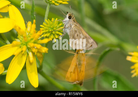 Fiery Skipper, Hylephila phyleus, männlich weiblich umwerben Wer ist die Nahrungssuche auf einem gelben composite Blume Stockfoto