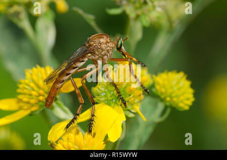 Räuber Fliegen, Diogmites sp., Ausschau nach Beute, während auf einem gelben composite Blume gehockt Stockfoto