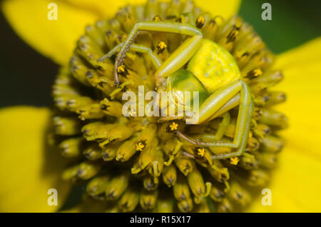 Whitebanded Crab Spider, Misumenoides formosipes, warten prey auf gelben Mischsignal-Video Blume zu Hinterhalt Stockfoto