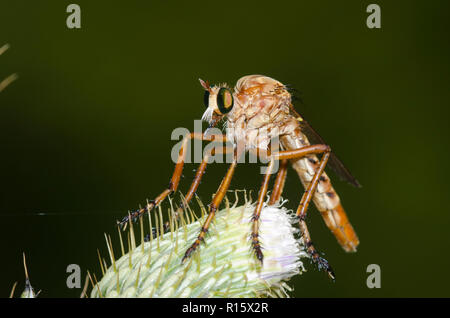 Räuber Fliegen, Diogmites angustipennis, Ausschau nach Beute, während auf Thistle thront, Cirsium sp. Stockfoto