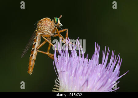 Räuber Fliegen, Diogmites sp., Ausschau nach Beute, während auf Thistle thront, Cirsium sp. Stockfoto