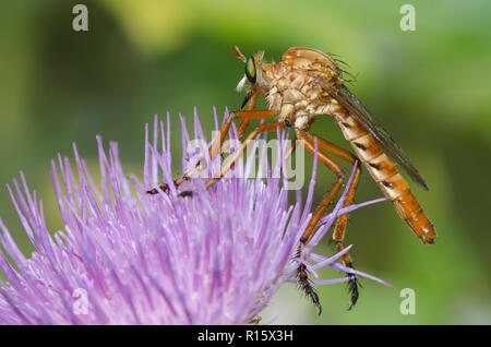 Räuber Fliegen, Diogmites sp., Ausschau nach Beute, während auf Thistle thront, Cirsium sp. Stockfoto