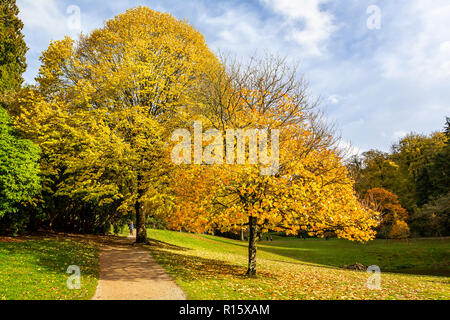 Herrliche goldene und gelben Blätter im Herbst auf schöne Bäume Stockfoto