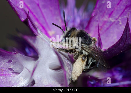 Langhörnigen Biene, Melissodes sp., auf der Leavenworth eryngo, Eryngium leavenworthii Stockfoto