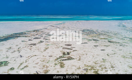 Seegras Plantage. Sansibar, Tansania. Stockfoto