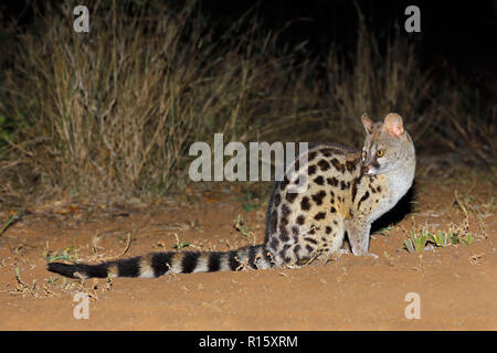 Große - gefleckte Ginsterkatze (Genetta tigrina) im natürlichen Lebensraum, Südafrika Stockfoto