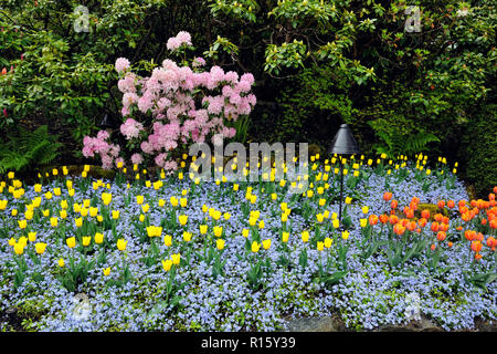 Die Butchart Gardens - Blumenbeet mit Tulpen, Rhododendren und Vergissmeinnicht, Victoria, BC, Kanada Stockfoto
