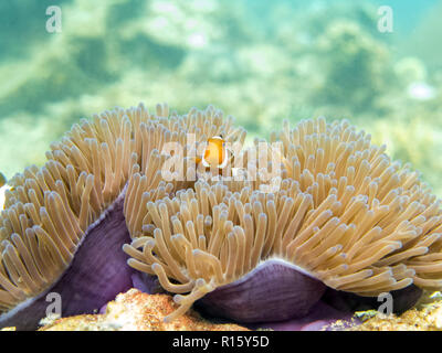 Clownfisch (anemonenfischen) im Riff - Perhentian Islands, Malaysia Stockfoto