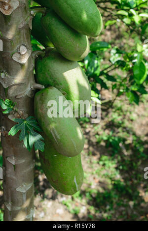 Unreife grüne Papaya Früchte hängt am Baum Stockfoto