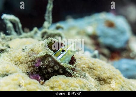 Lächelnd gestreifte Fang Blenny in Korallen, Sipadan, Borneo, Malaysia Stockfoto