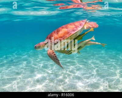 Grüne Meeresschildkröte mit Saugnapf Fisch (schiffshalter) auf Shell - schwimmen mit den Schildkröten in Akumal Beach, Mexiko Stockfoto