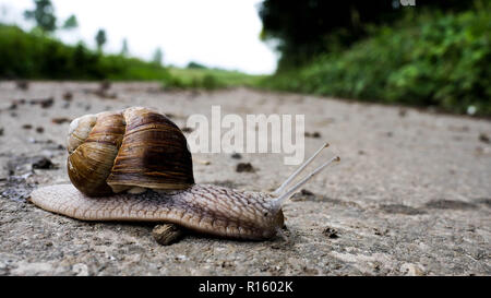 Deutsche grapevine Snail Stockfoto