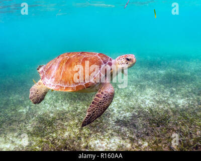 Grüne Meeresschildkröten schwimmen in Akumal Beach, Mexiko Stockfoto