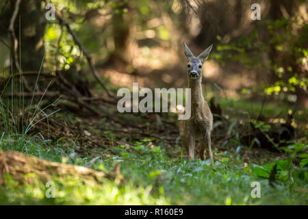 Reh Reh (Capreolus capreolus) im Wald ihre Mutter suchen, wilde Natur der Tschechischen Republik Stockfoto