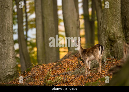 Fawn Damwild (Dama Dama) im alten Buche im Herbst, wild lebende Tiere und die Natur der Tschechischen Republik Stockfoto