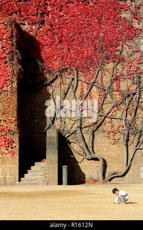 Virginia Creeper (parthenocissus Subtomentosa) auf der Wand des Old Admiralty Building London, England, UK. Stockfoto