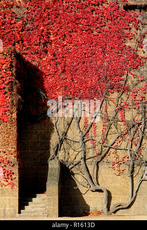 Virginia Creeper (parthenocissus Subtomentosa) auf der Wand des Old Admiralty Building London, England, UK. Stockfoto