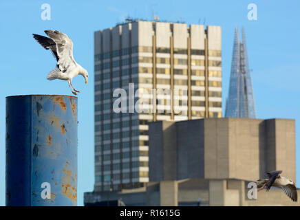 Weniger Black-Backed Möwe (Larus fuscus) und Silbermöwe im Zentrum von London, thront auf einem Metallmast mit South Bank office Bausteine in der backgro Stockfoto