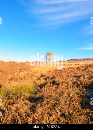 Ein entfernter solitären Buche steht unter goldenen Farne und Gräser an einem strahlenden Herbsttag im The Derbyshire Peak District. Stockfoto