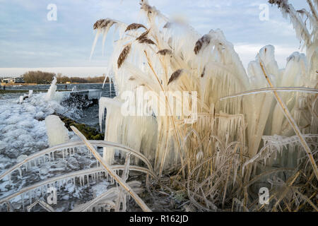 Eiszapfen an Schilf, von plätschernden Wellen von einfrierendem Wasser am Ufer eines Sees während einer Kältewelle im Winter in den Niederlanden verursacht. Stockfoto