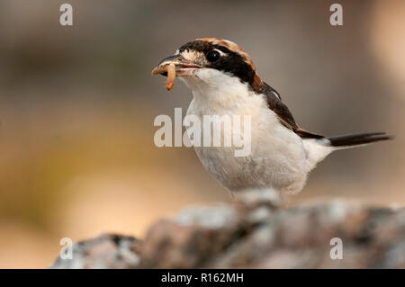 Rotkopfwürger shrike. Lanius Senator, mit einem Wurm im Schnabel Stockfoto