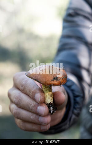 Nahaufnahme eines jungen kaukasischen Mann mit einem gelben Ritter Pilz, auch als Mensch zu Pferd, in der Hand, frisch auf einem Wald abgeholt bekannt Stockfoto