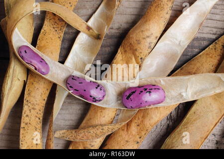 Von Phaseolus coccineus carlet Kaiser'. Speichern runner bean Saatgut aus getrockneten Hülsen, Großbritannien Stockfoto