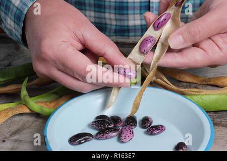 Phaseolus coccineus. Getrocknete Samen der prunkbohne Scarlet Emperor' sind von ihren Hülsen für das Speichern entfernt, Großbritannien Stockfoto