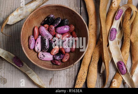 Von Phaseolus coccineus carlet Kaiser'. Speichern runner bean Saatgut aus getrockneten Hülsen, Großbritannien Stockfoto