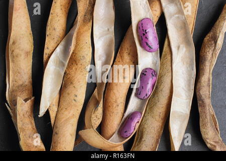 Von Phaseolus coccineus carlet Kaiser'. Speichern runner bean Saatgut aus getrockneten Hülsen, Großbritannien Stockfoto