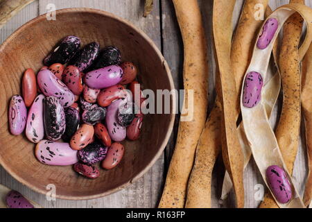 Von Phaseolus coccineus carlet Kaiser'. Speichern runner bean Saatgut aus getrockneten Hülsen, Großbritannien Stockfoto
