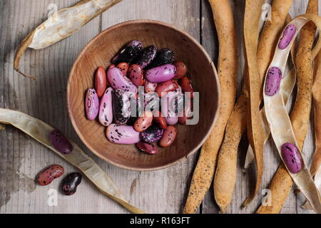 Von Phaseolus coccineus carlet Kaiser'. Speichern runner bean Saatgut aus getrockneten Hülsen, Großbritannien Stockfoto